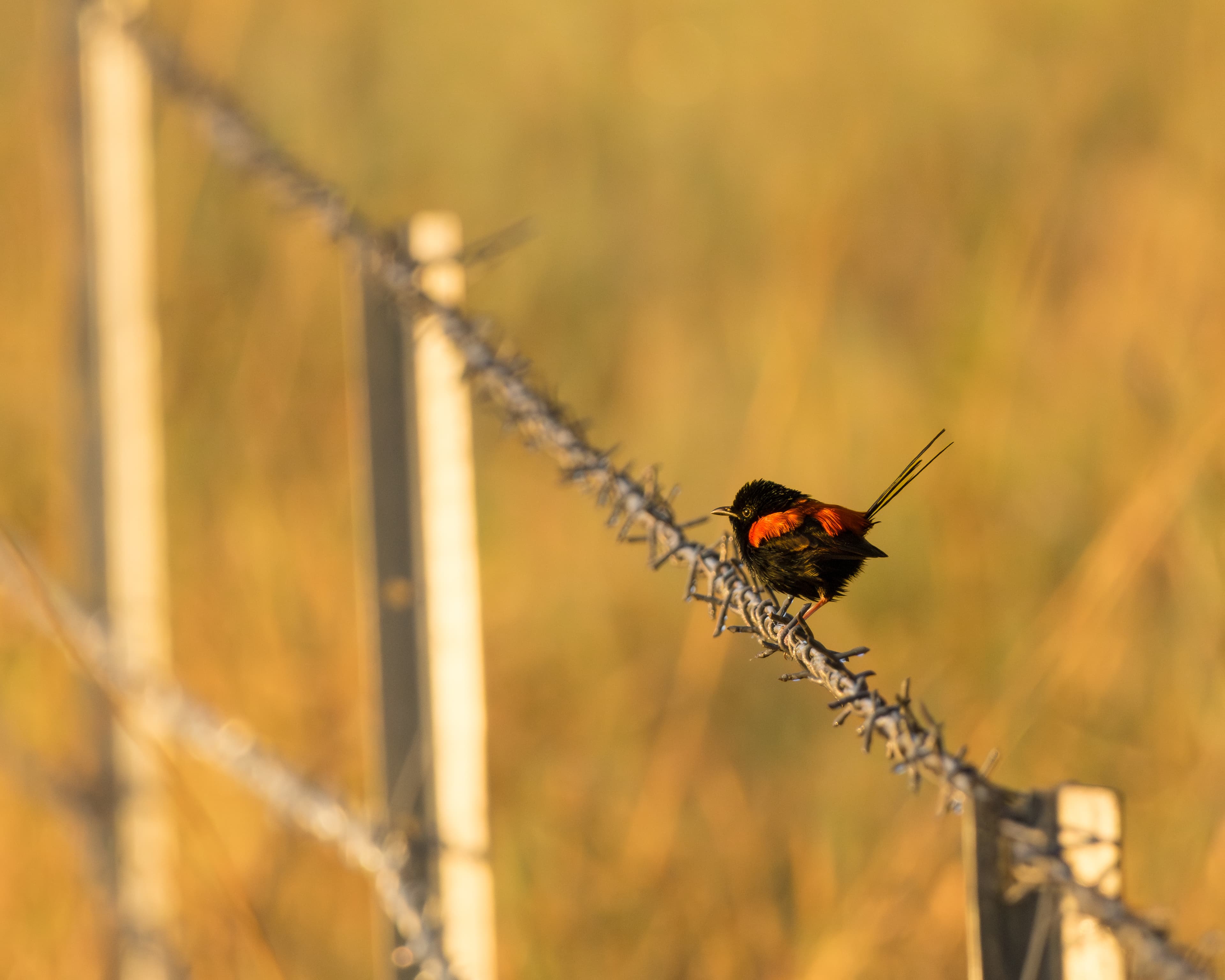 Red-backed Fairywren