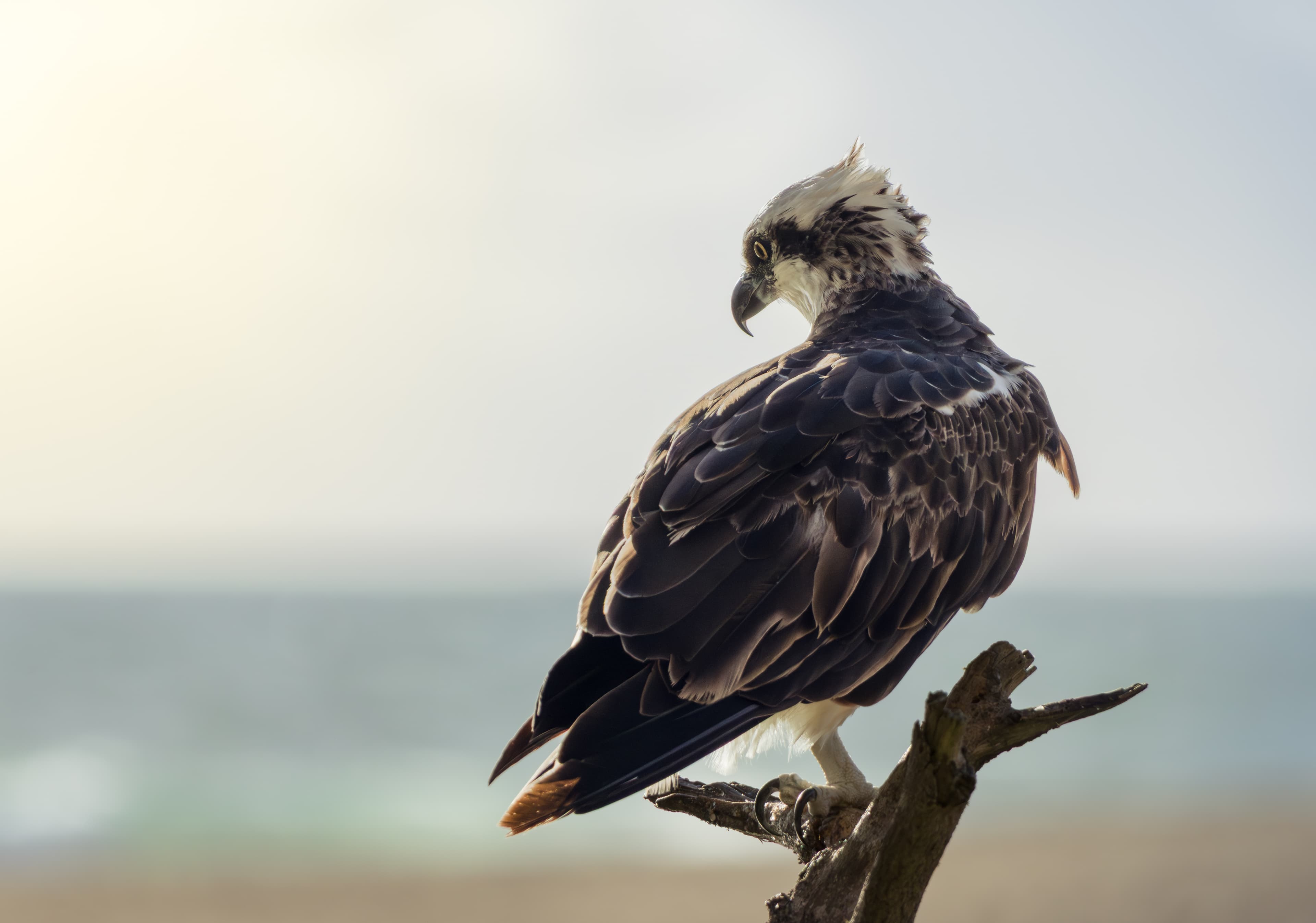 Osprey at the beach