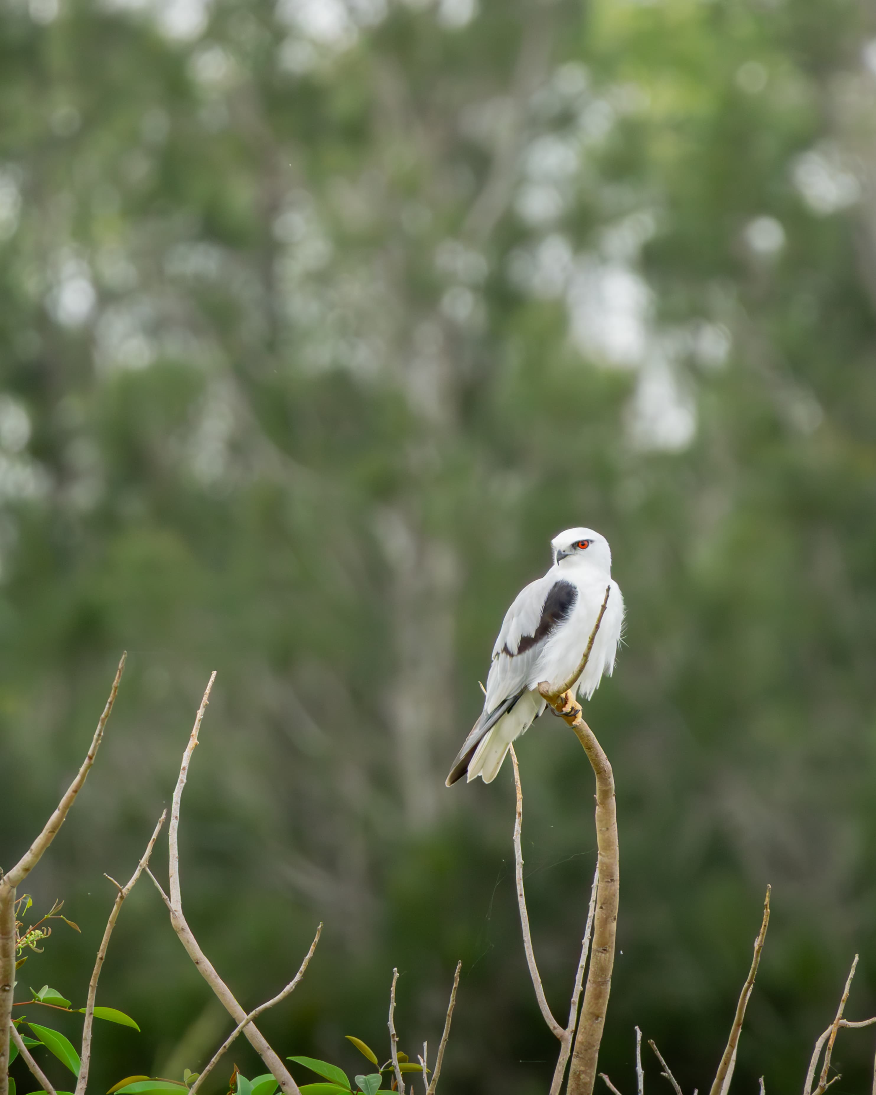 Black-shouldered Kite