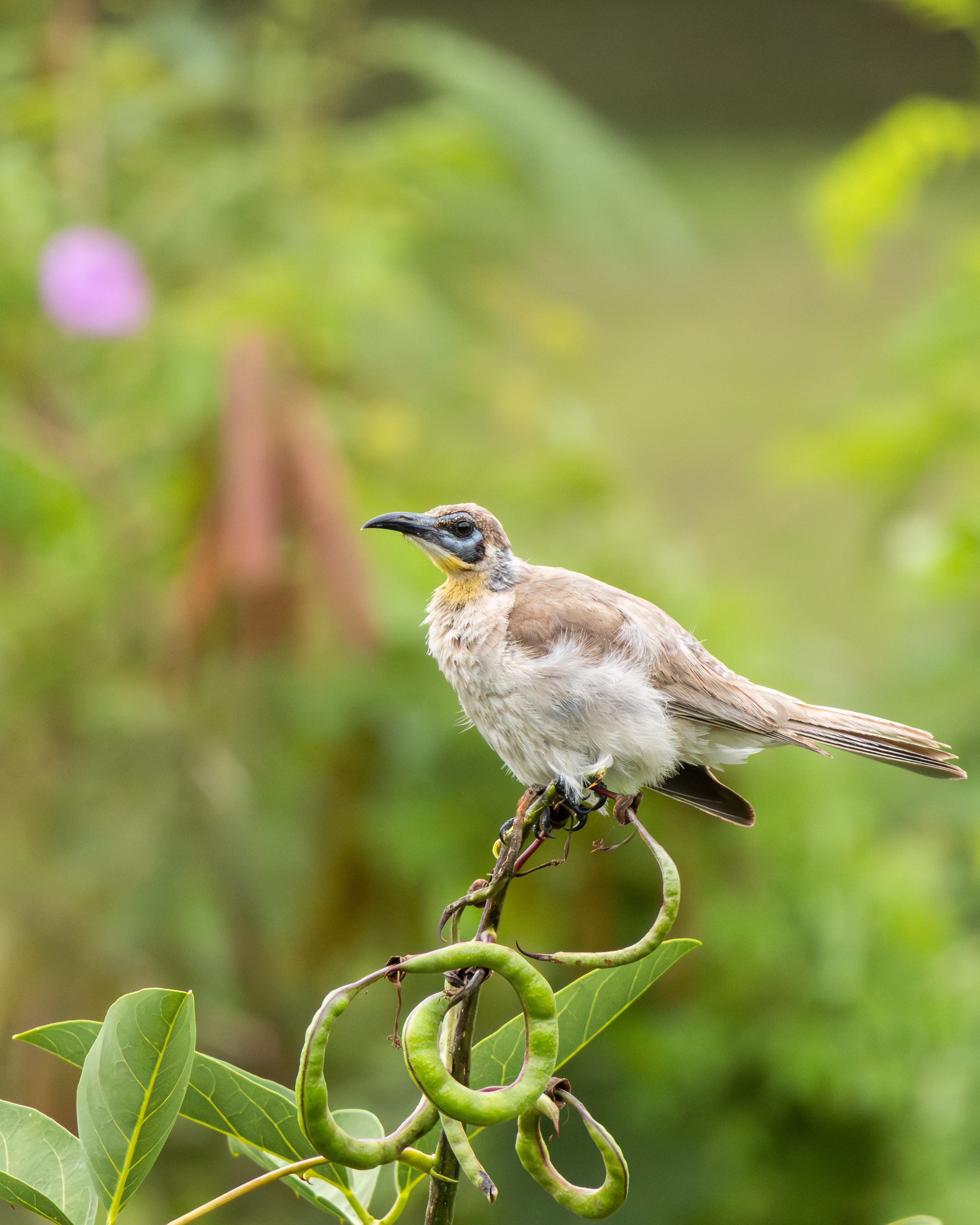 Little Friarbird
