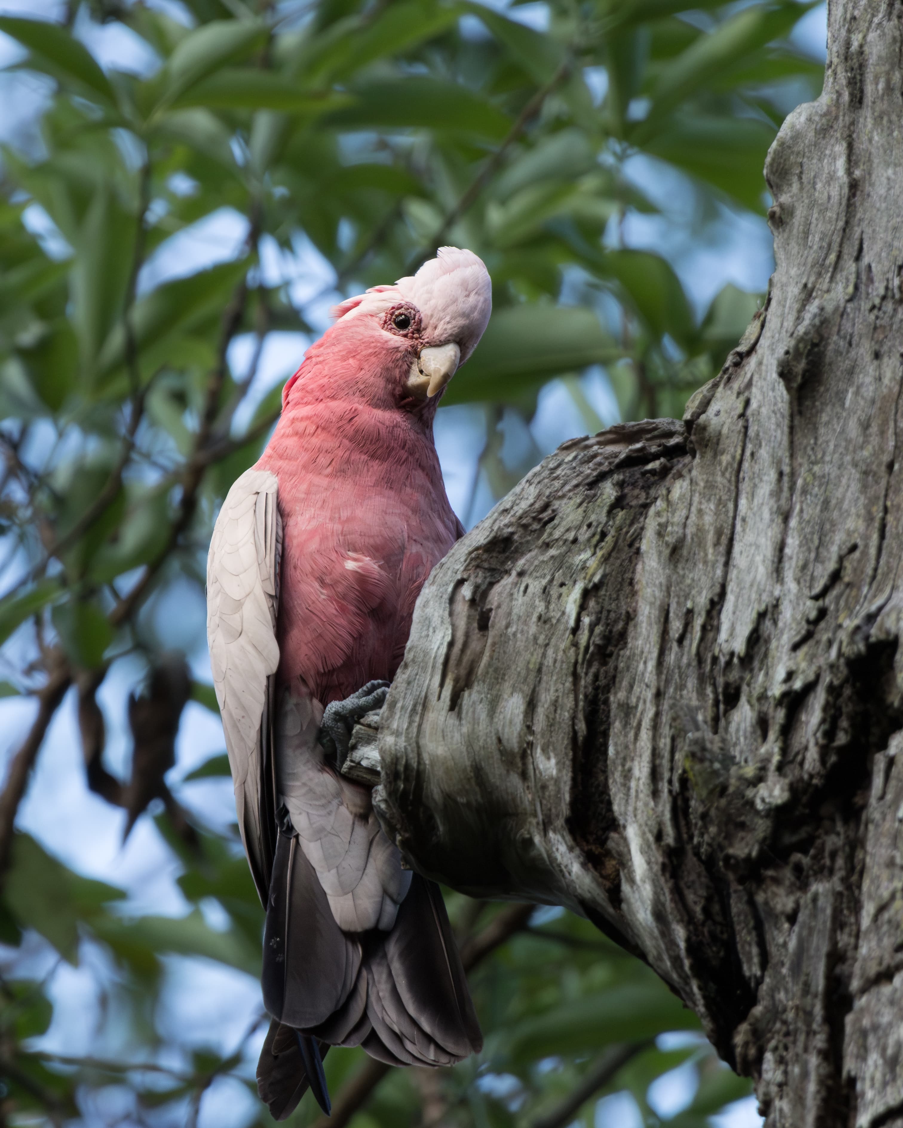 An absolute galah