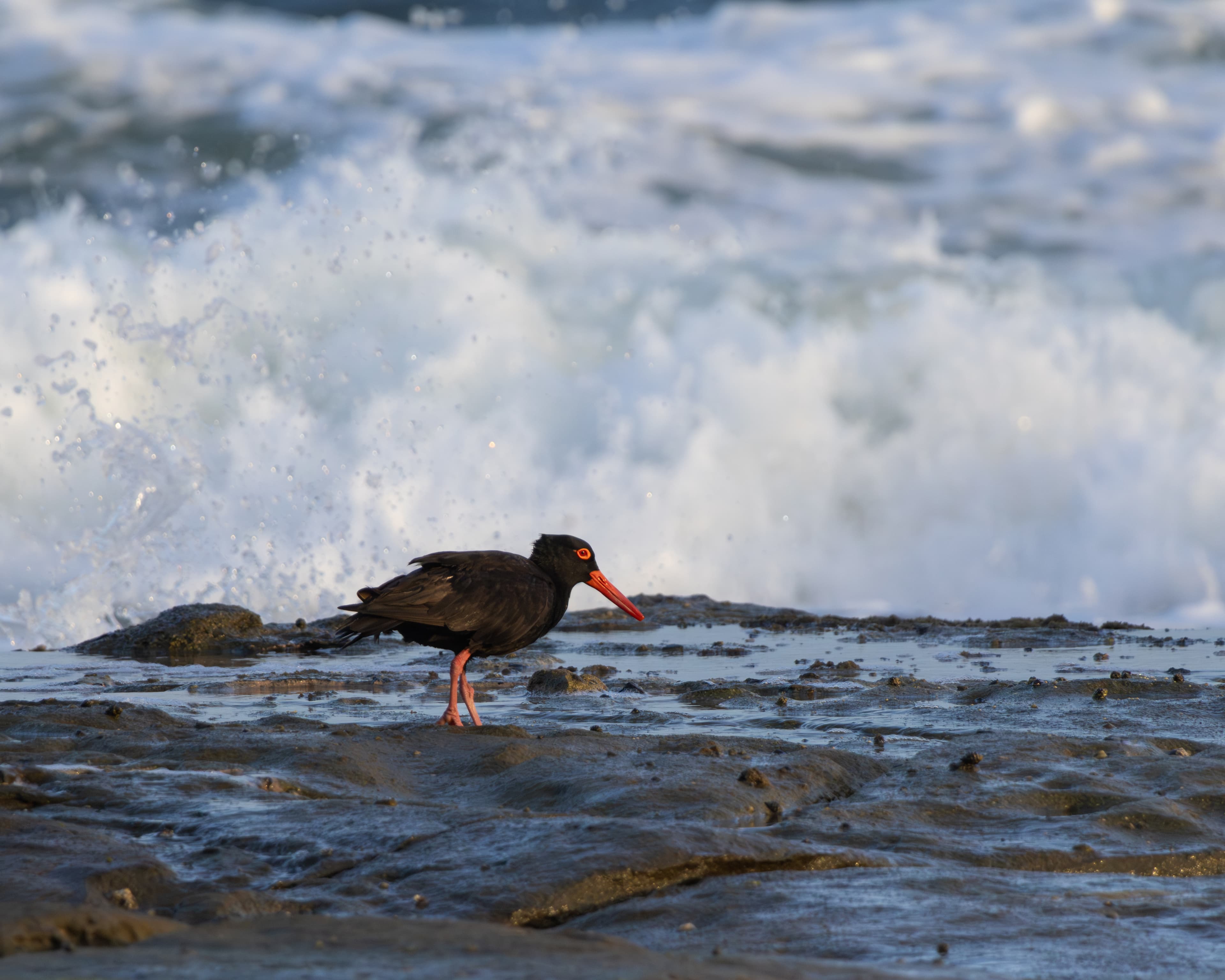 Sooty Oystercatcher