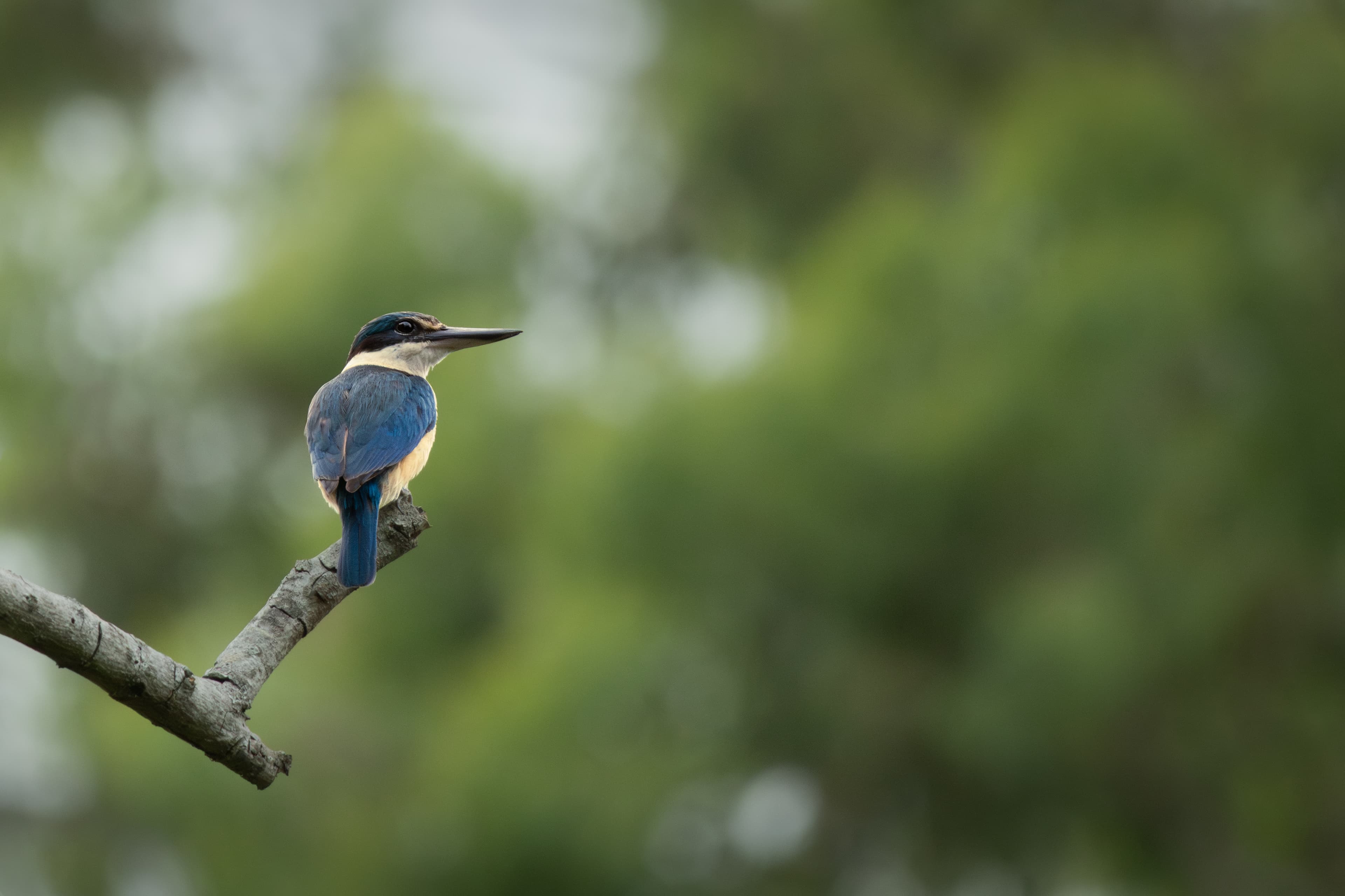Sacred Kingfisher