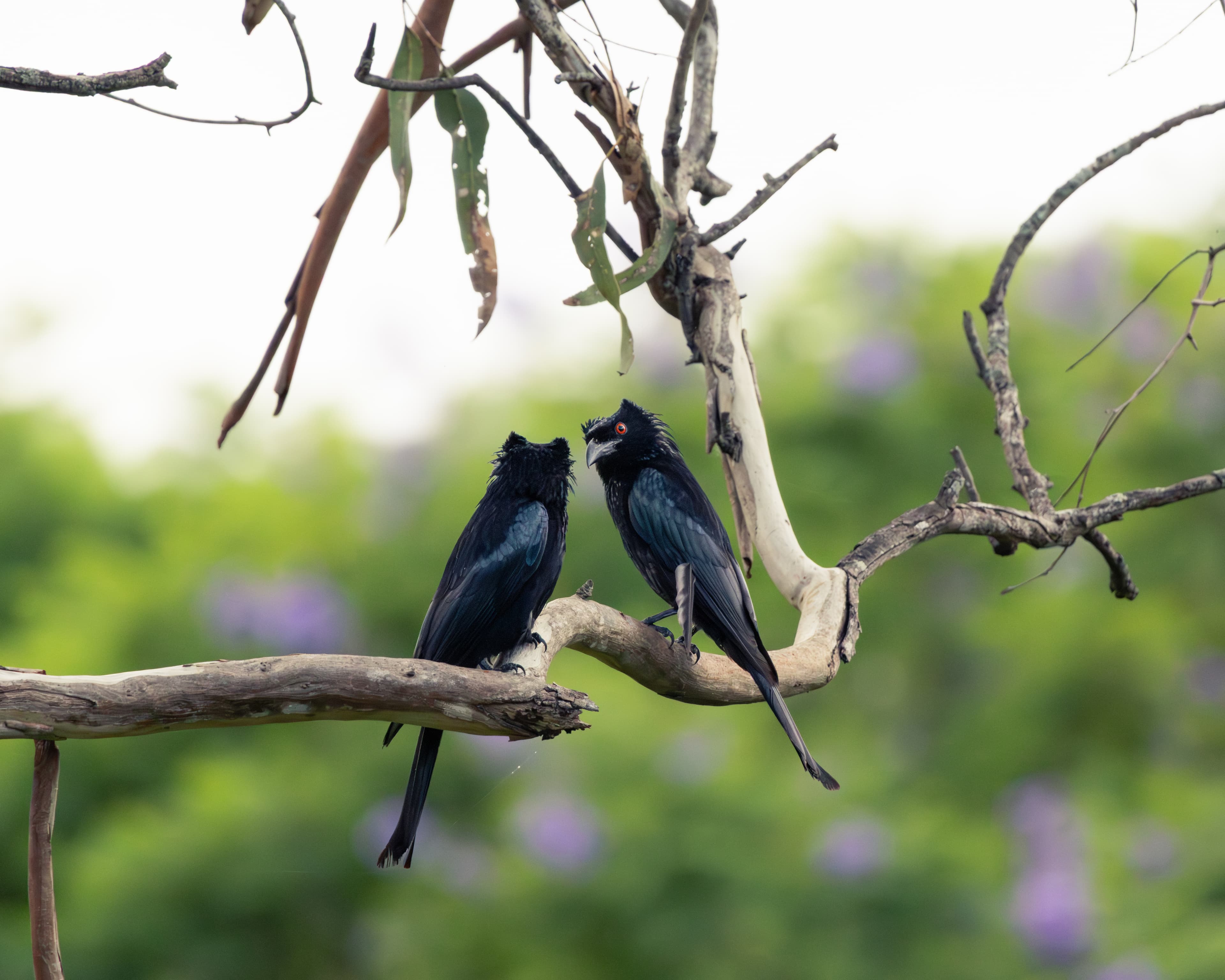 Pair of drongos