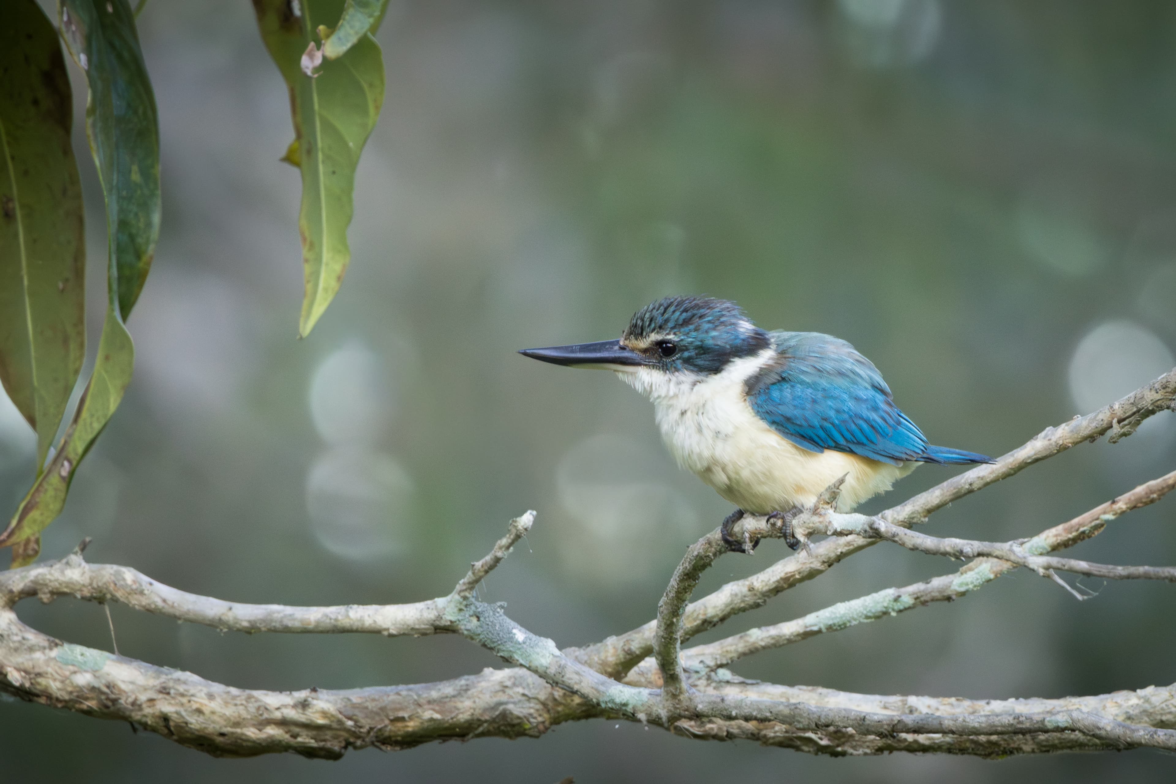 Sacred Kingfisher