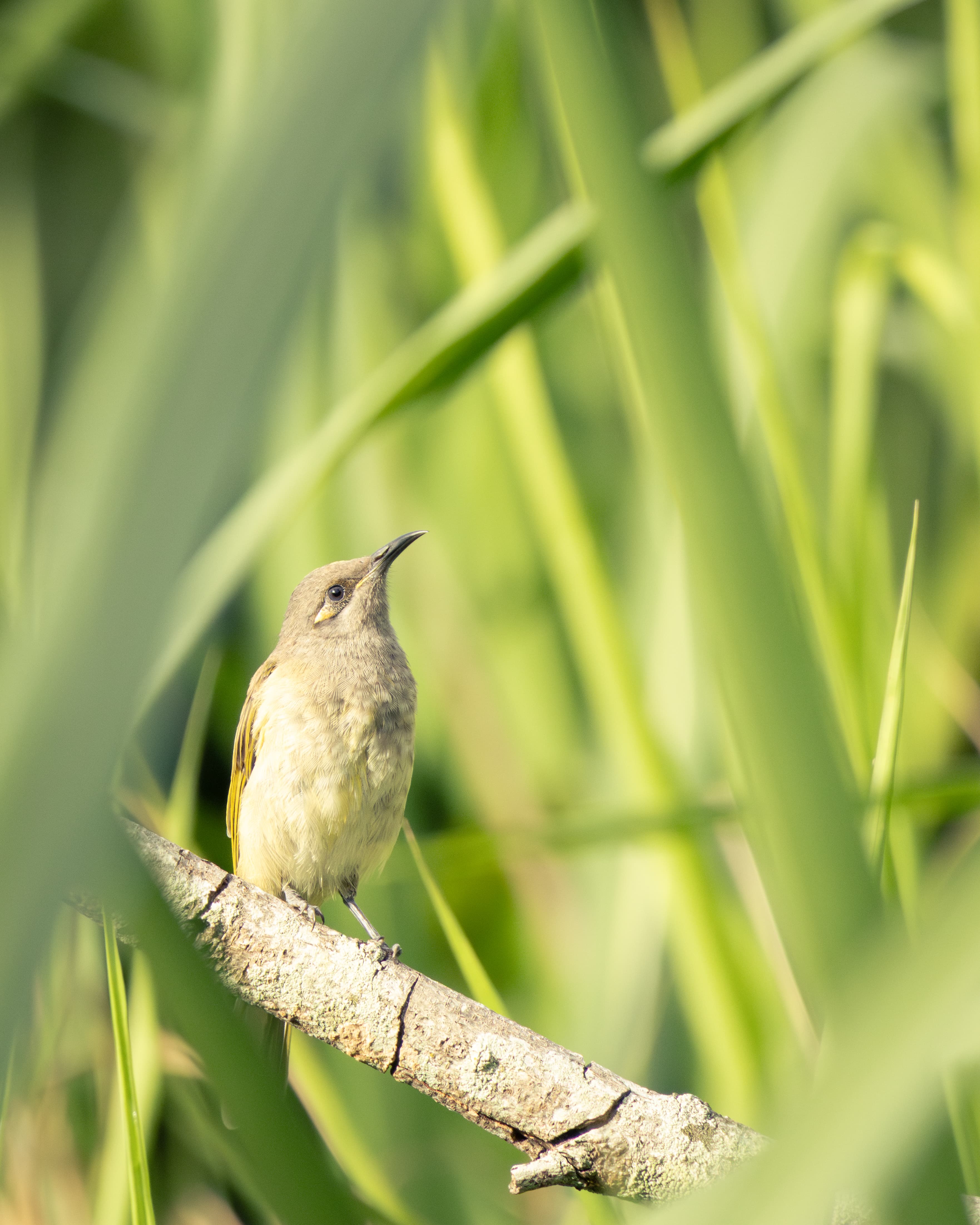 Brown Honeyeater