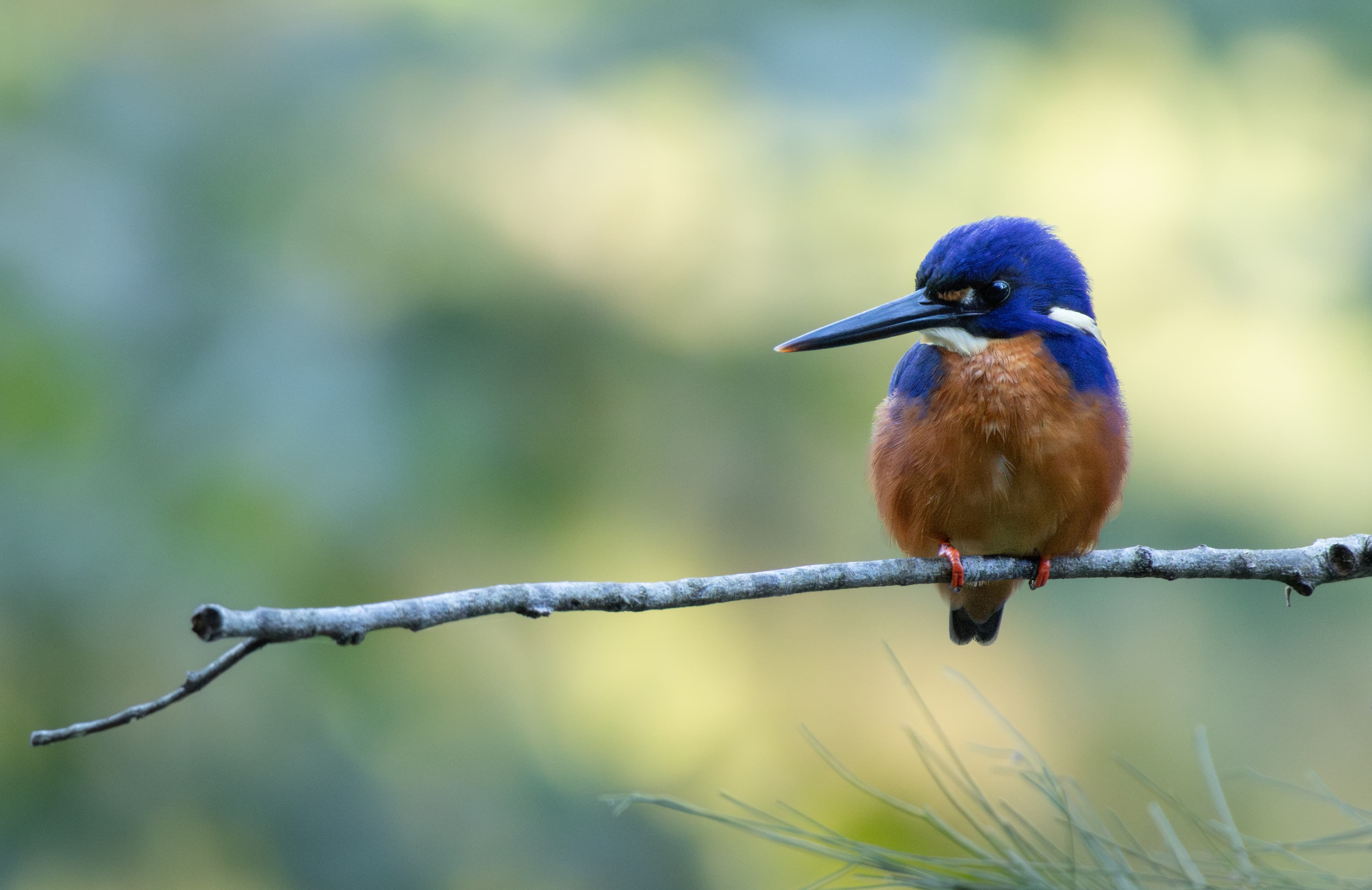 Azure Kingfisher