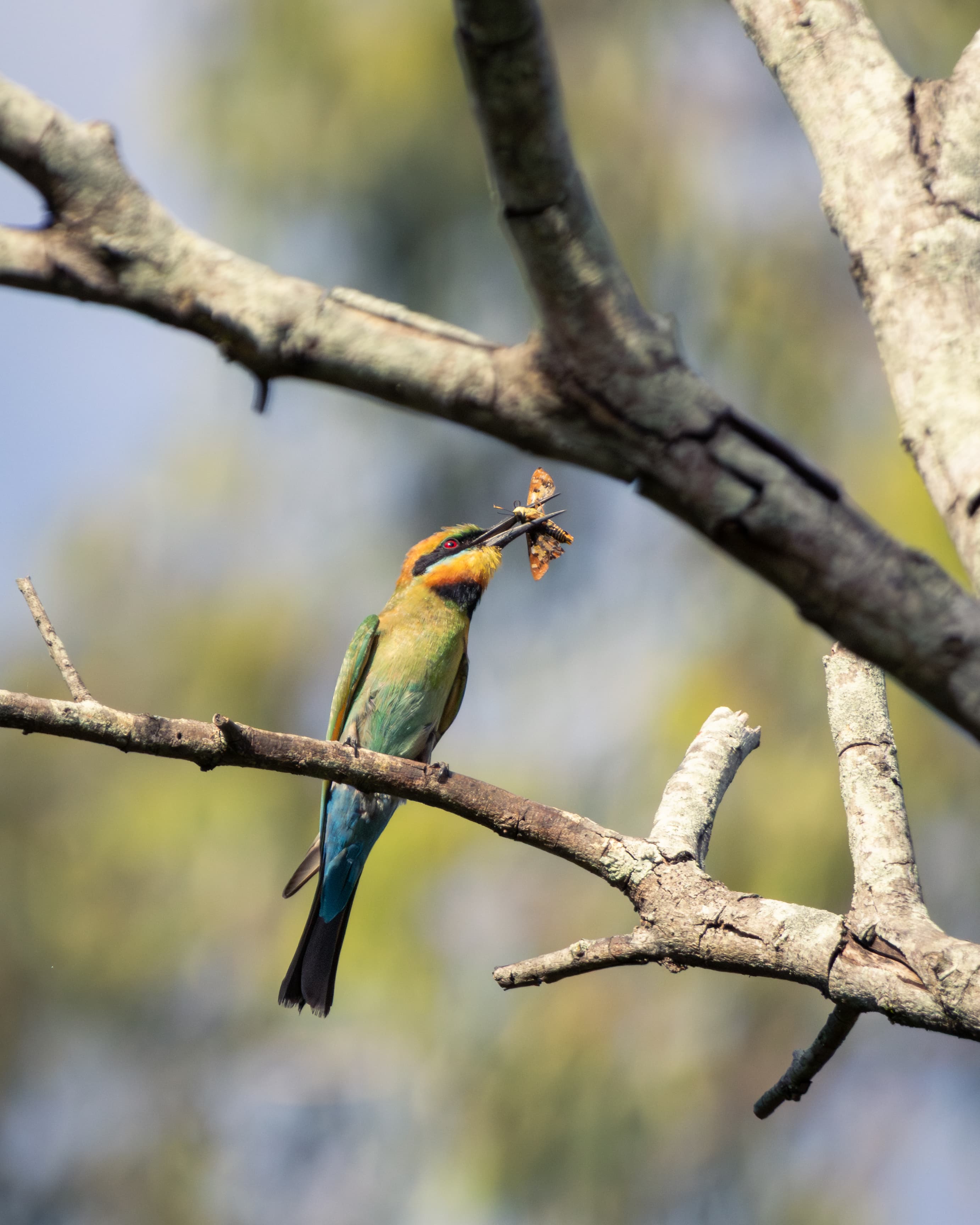 Bee-eater more like Moth-eater