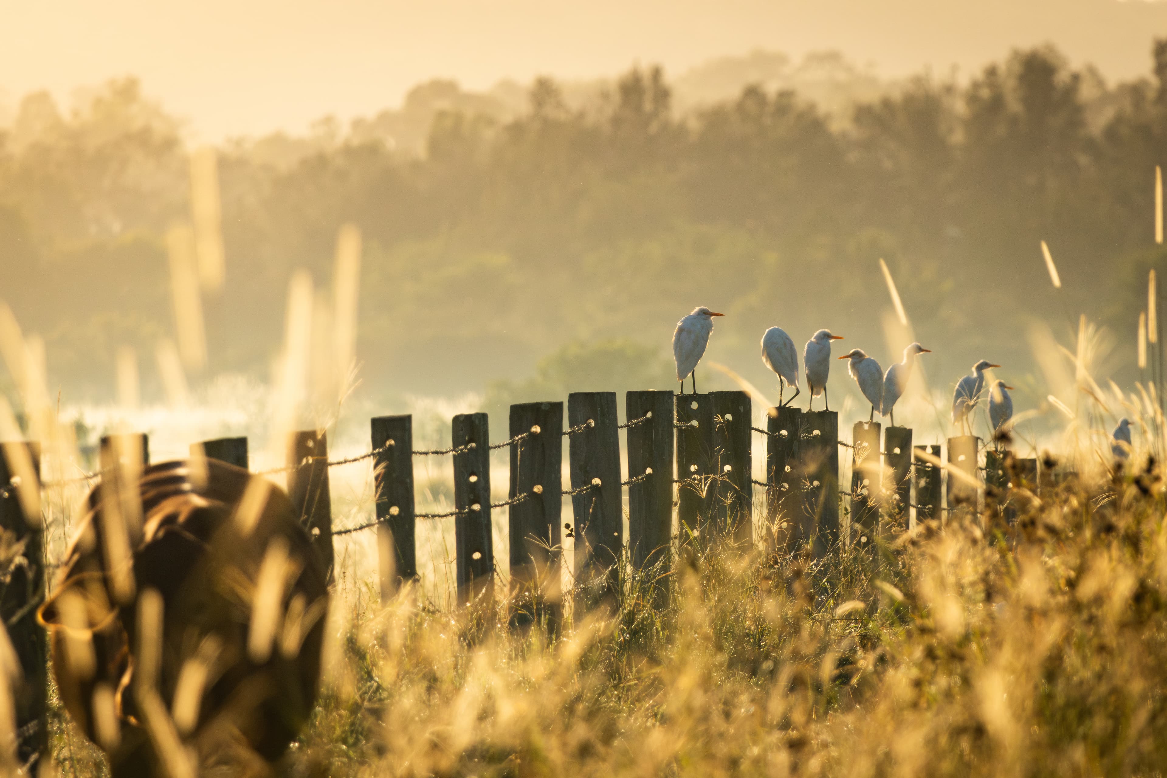Cattle Egret