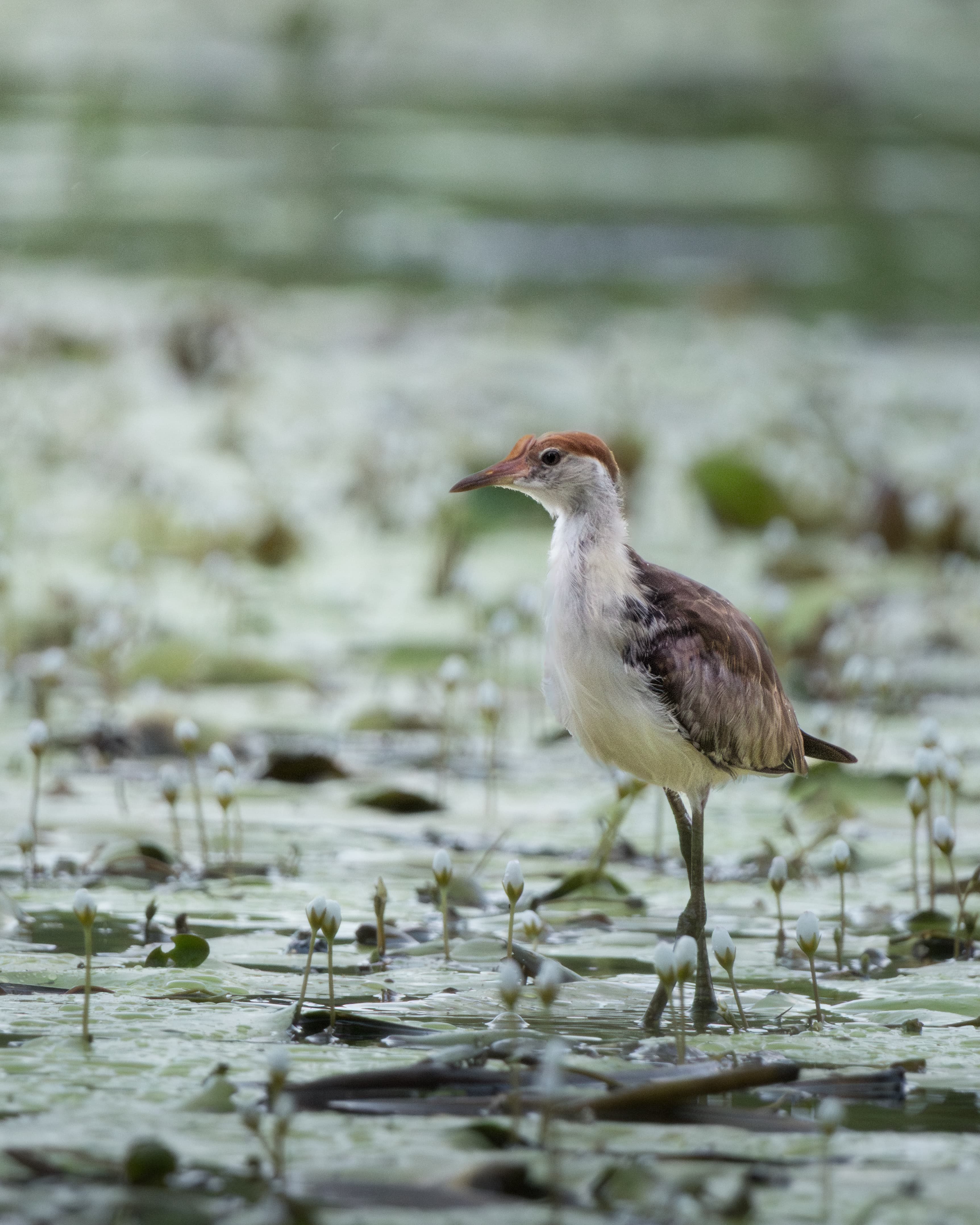 Comb-crested Jacana