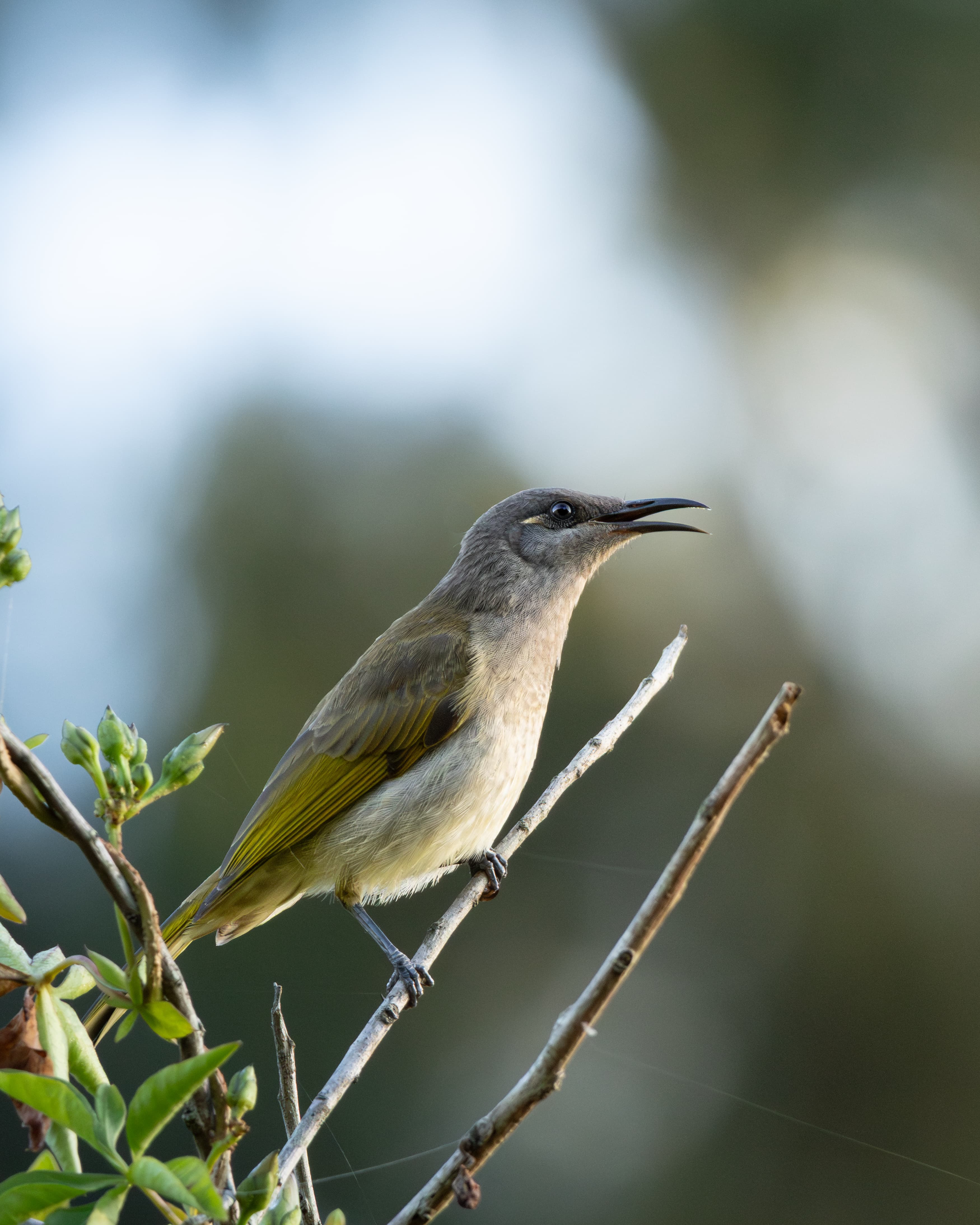 Brown Honeyeater