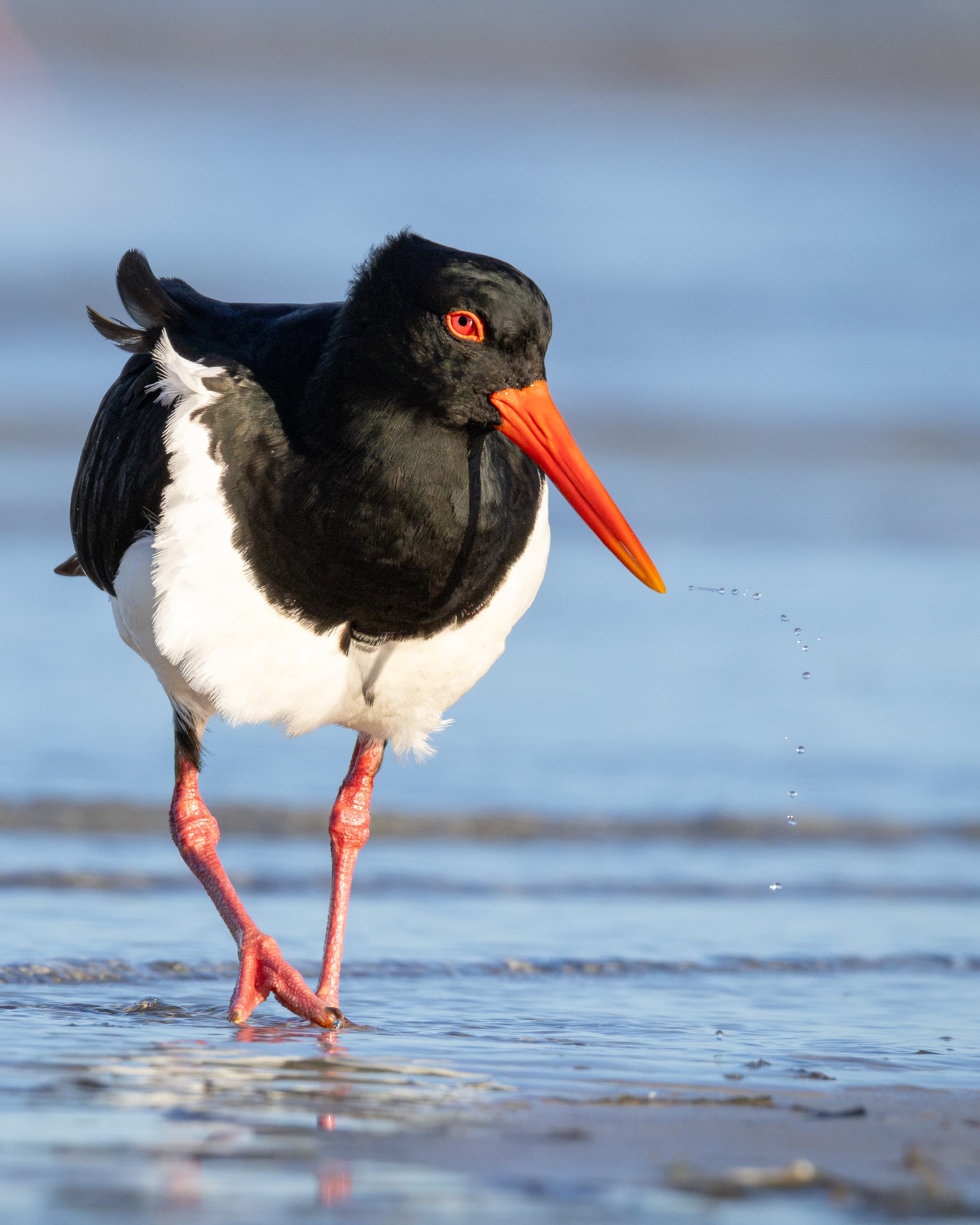 Pied Oystercatcher