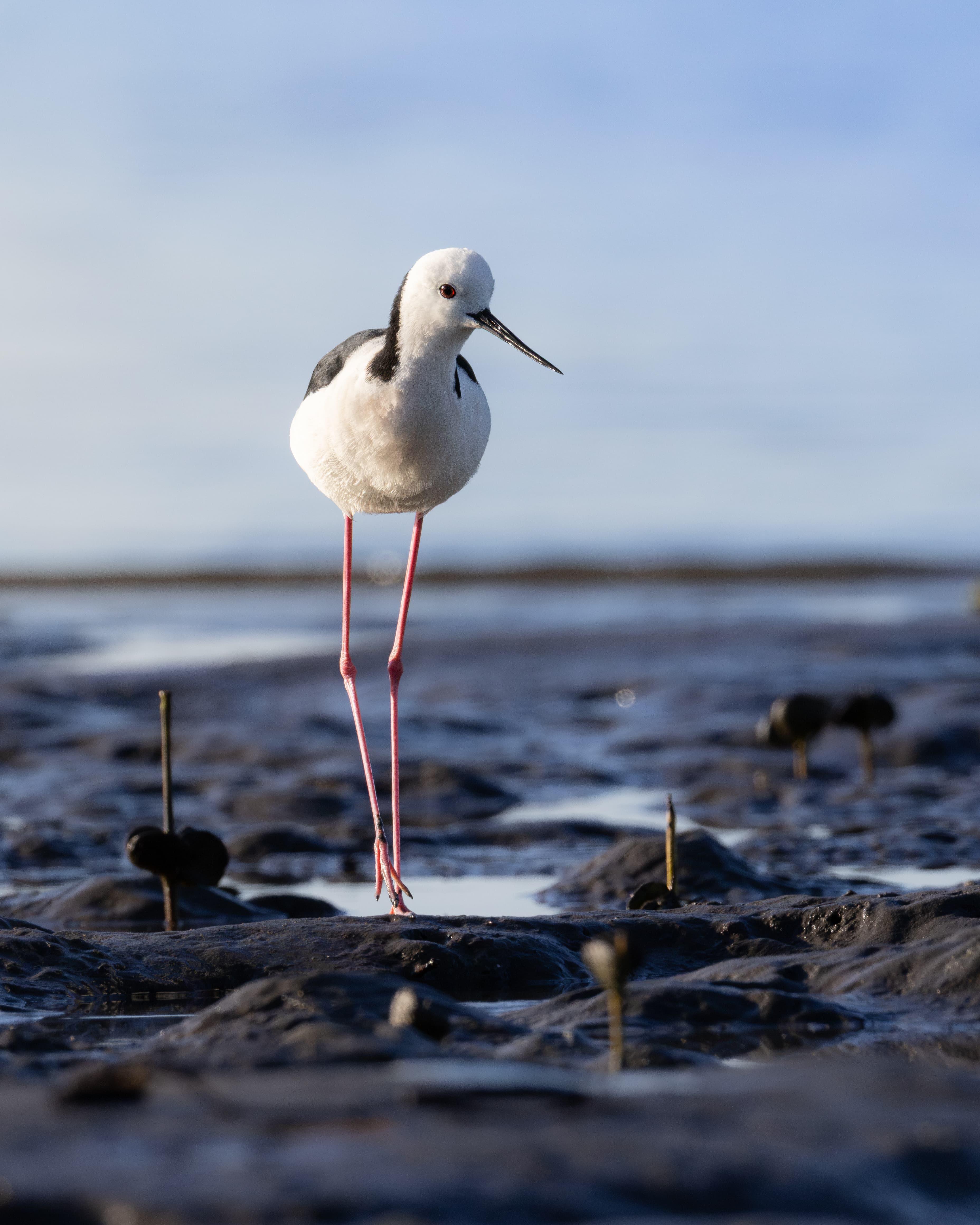 Pied Stilt