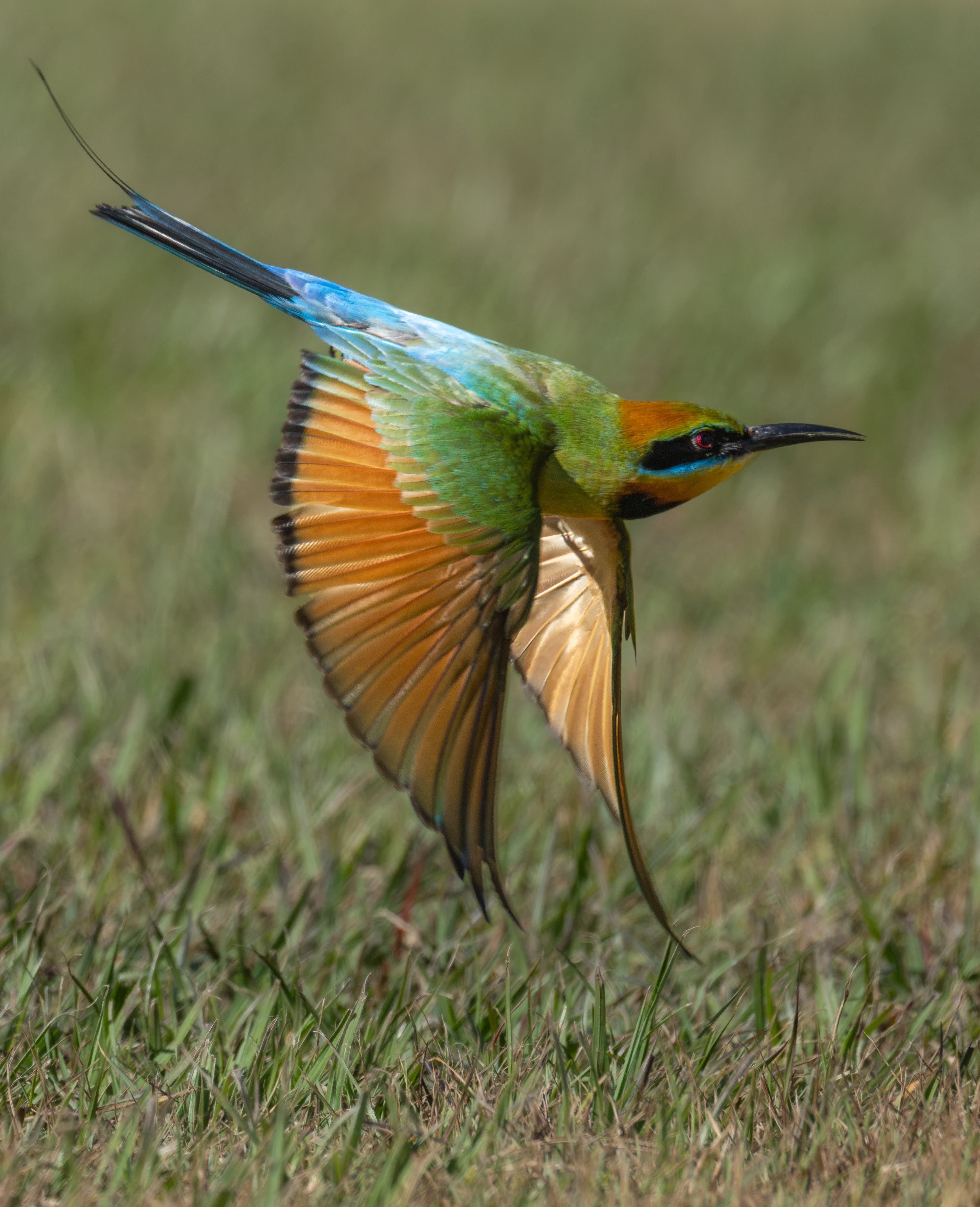 Flying Bee-eater