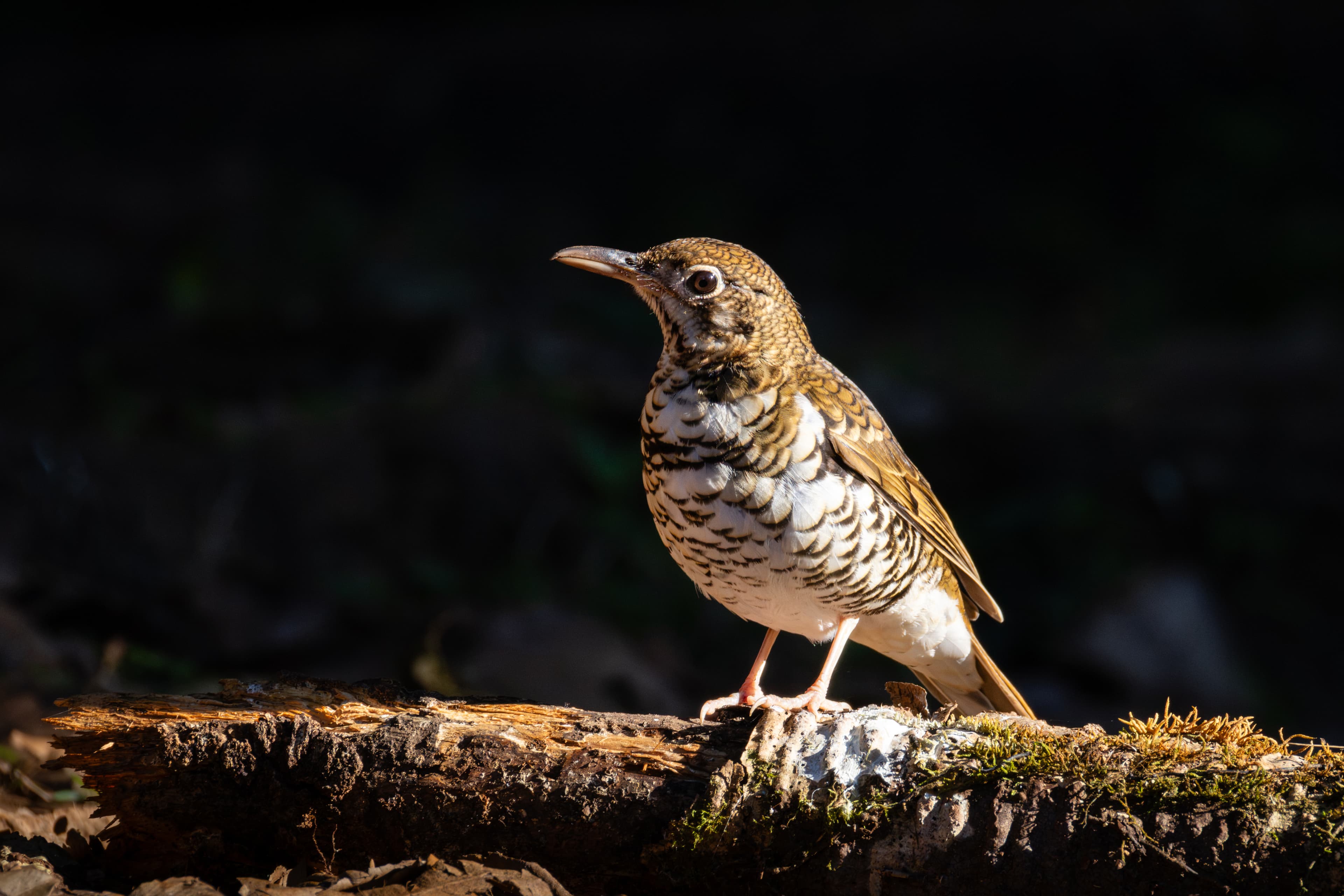 Russet-tailed Thrush