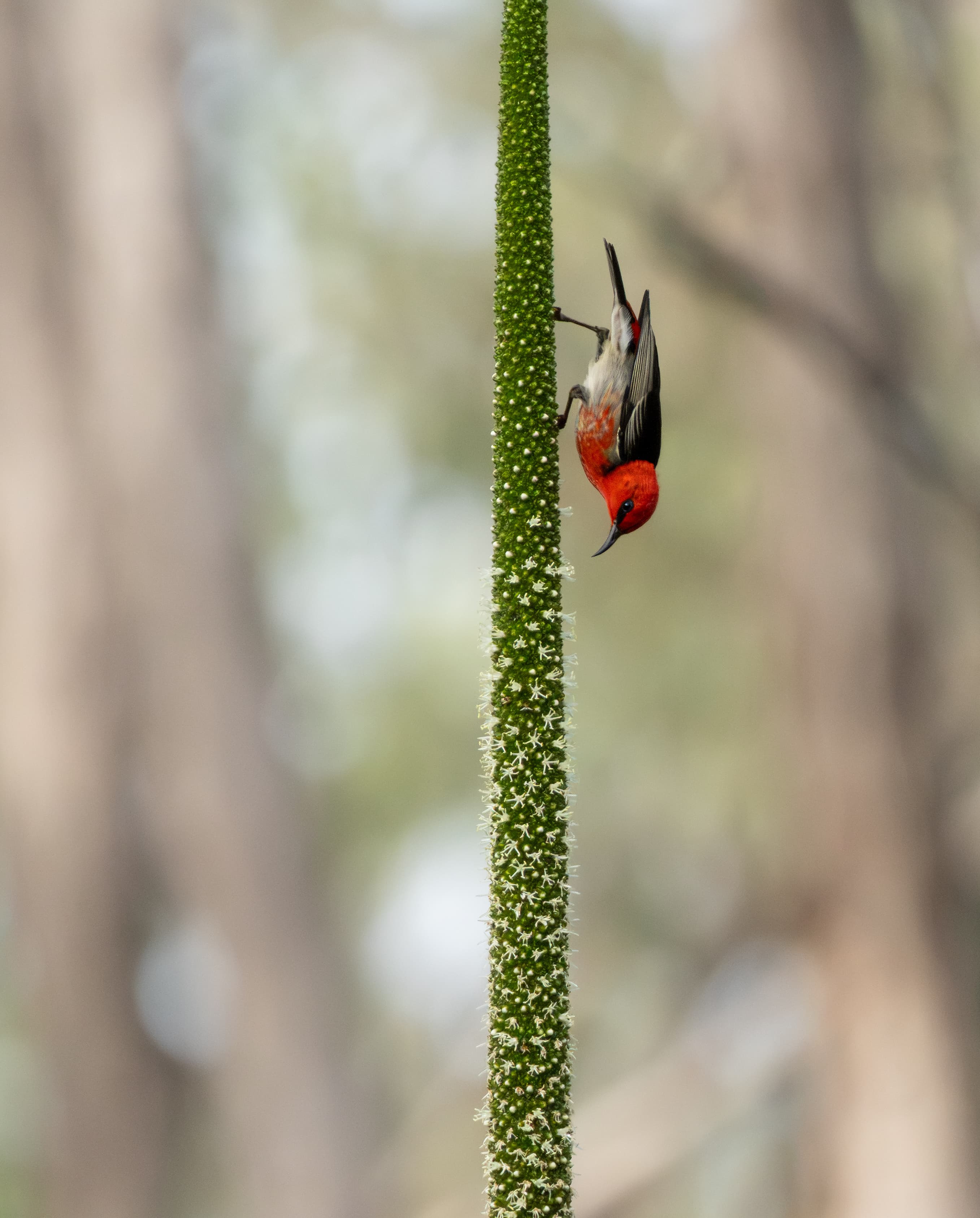 Scarlet Honeyeater