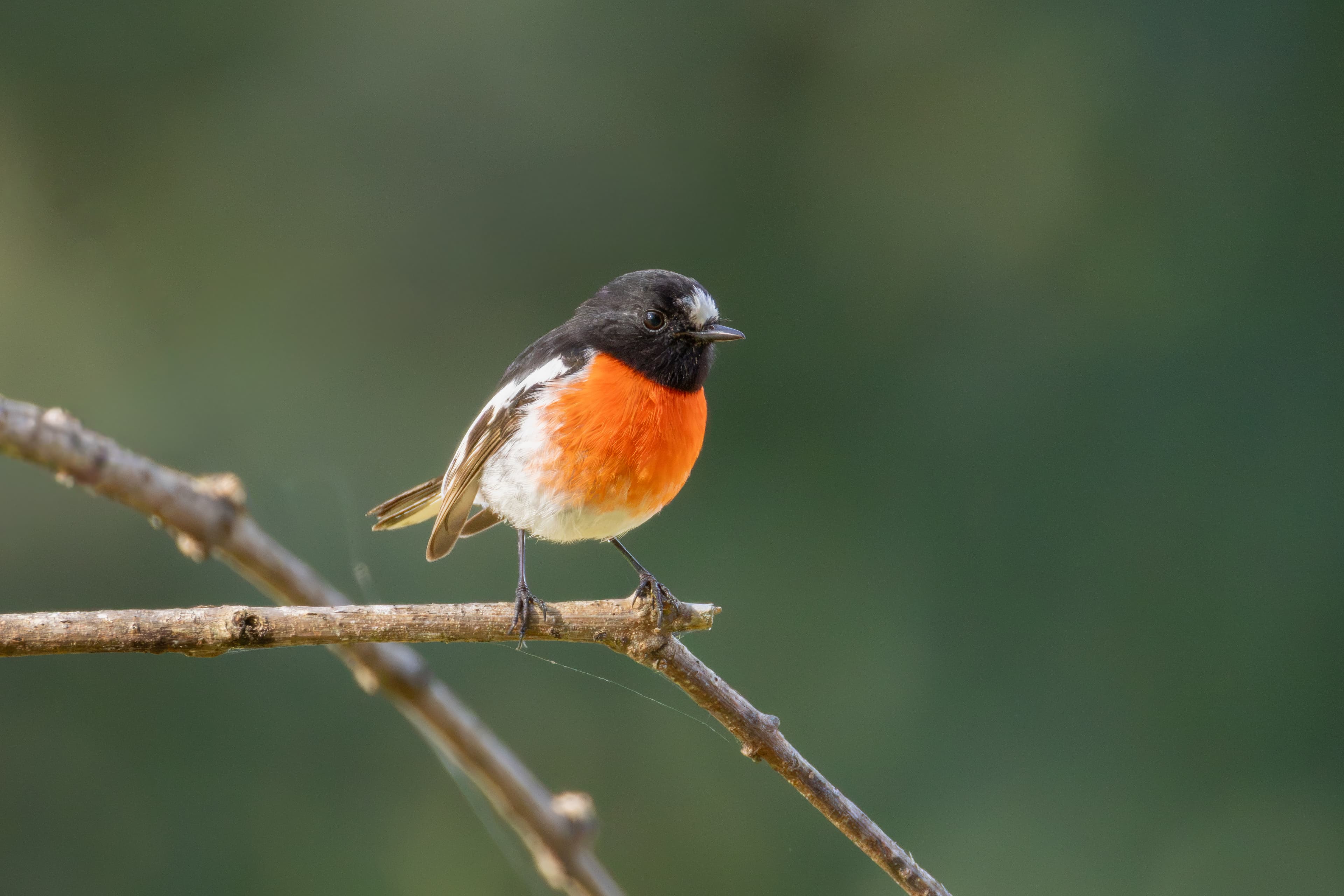 Scarlet Robin