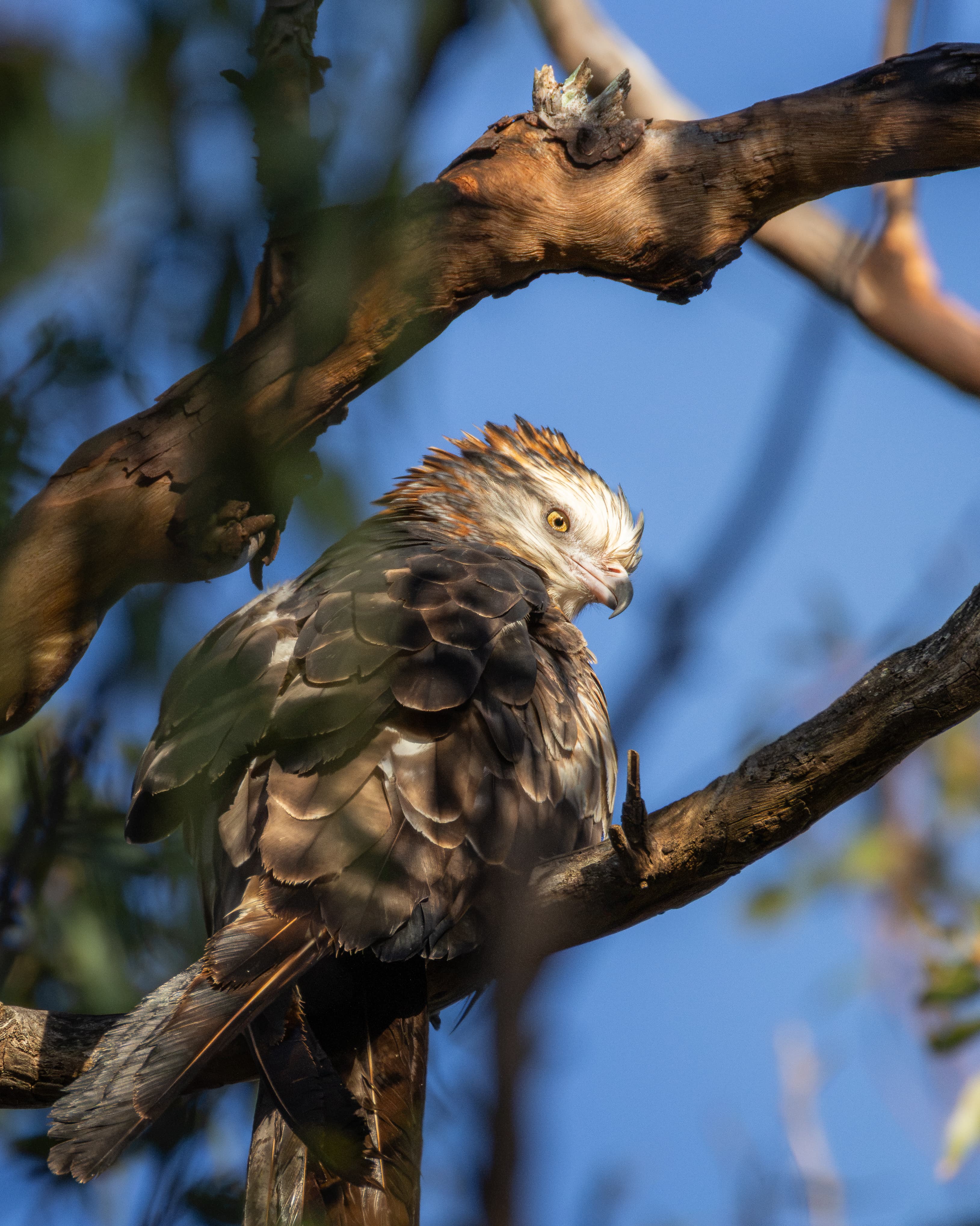 Square-tailed Kite