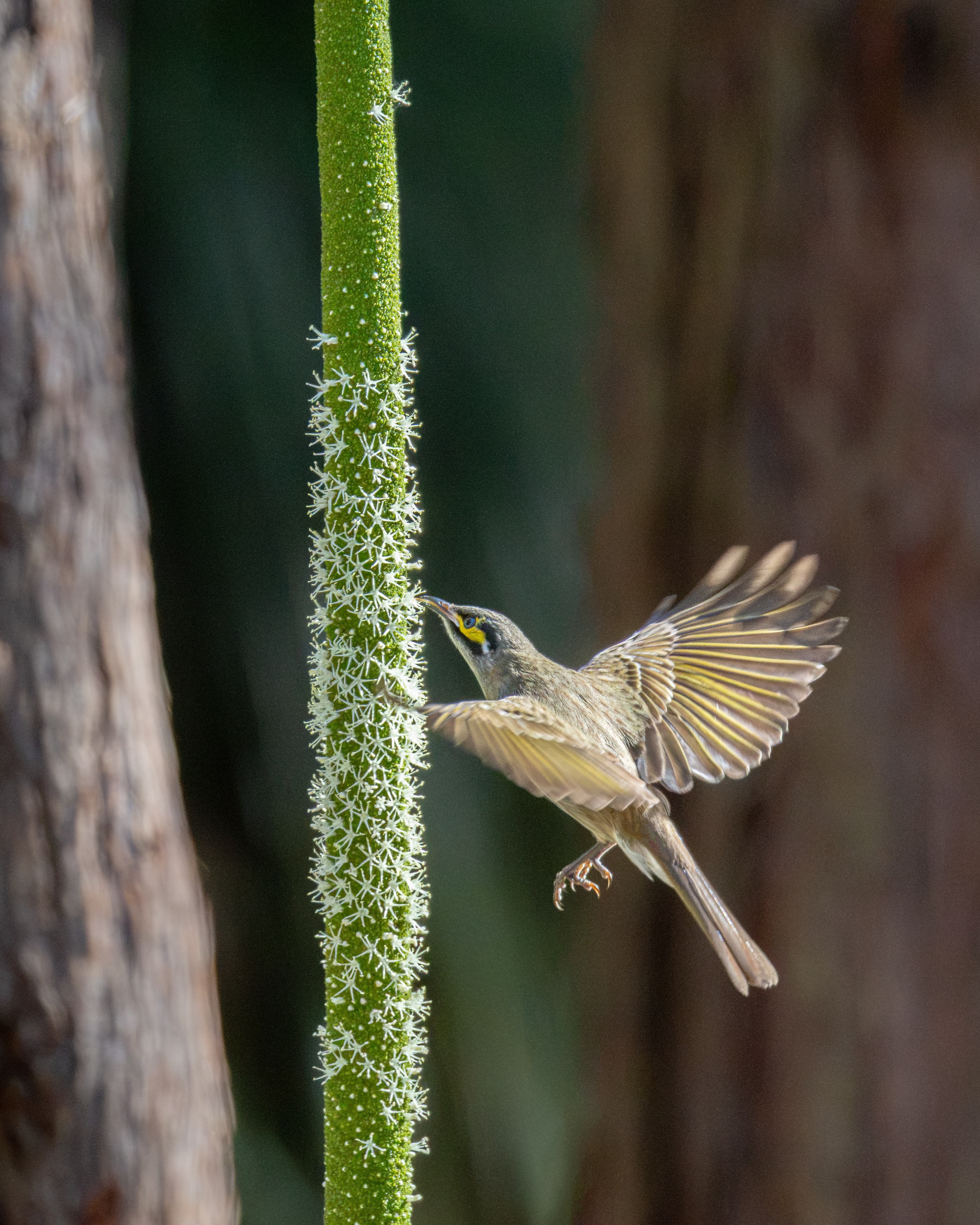 Yellow-faced Honeyeater