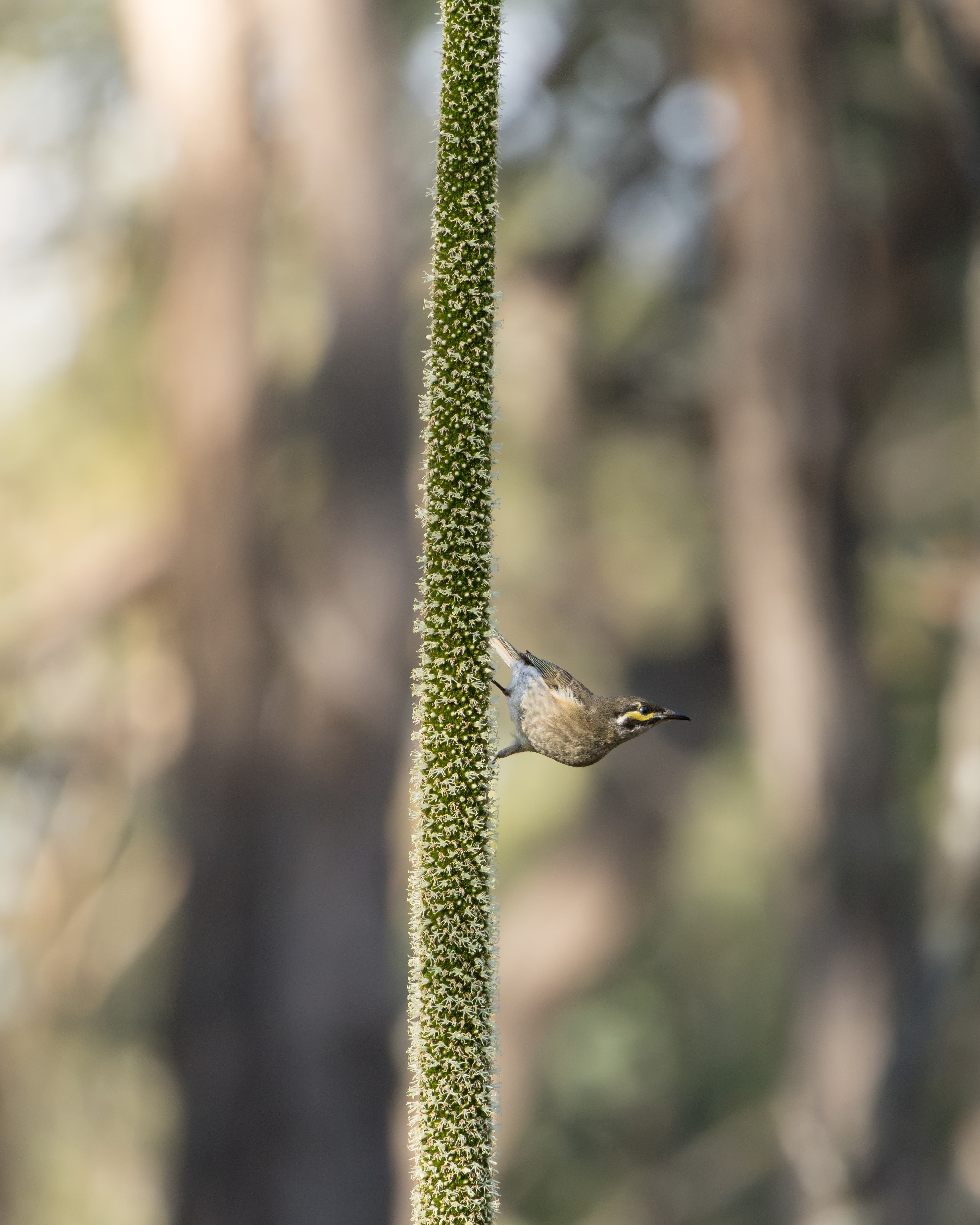 Yellow-faced Honeyeater